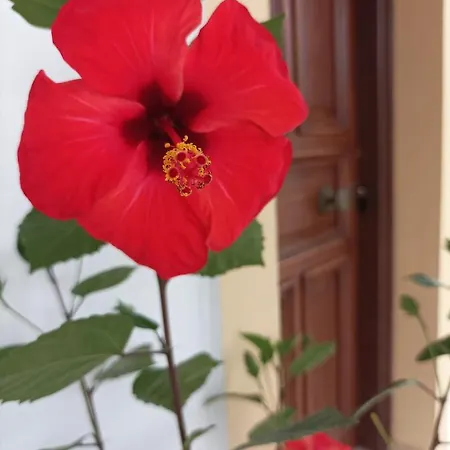 Demy's Studio * Acharavi (Corfu)